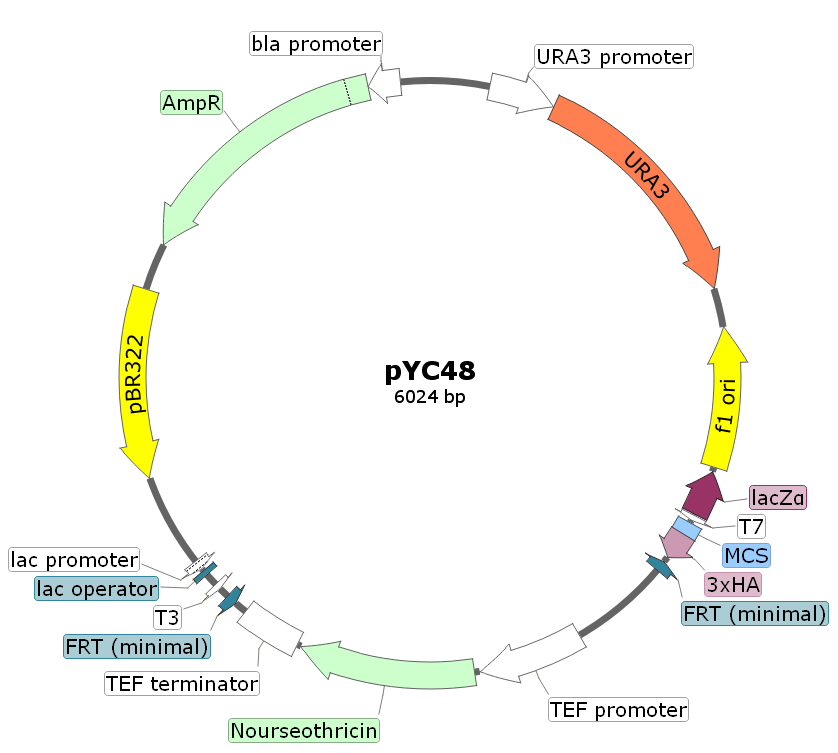 pYC48载体图谱